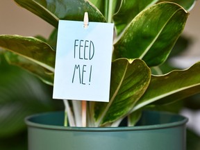 Jardinero de la ciudad: cómo alimentar al hambriento ganado